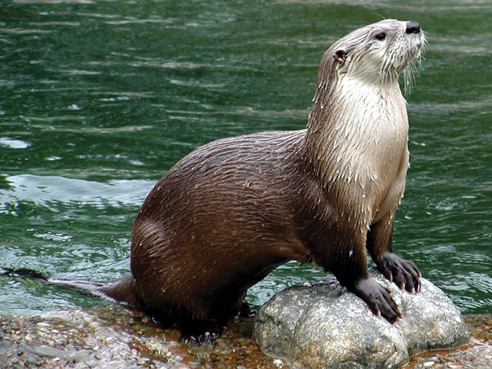 Fichier:River otter.jpg